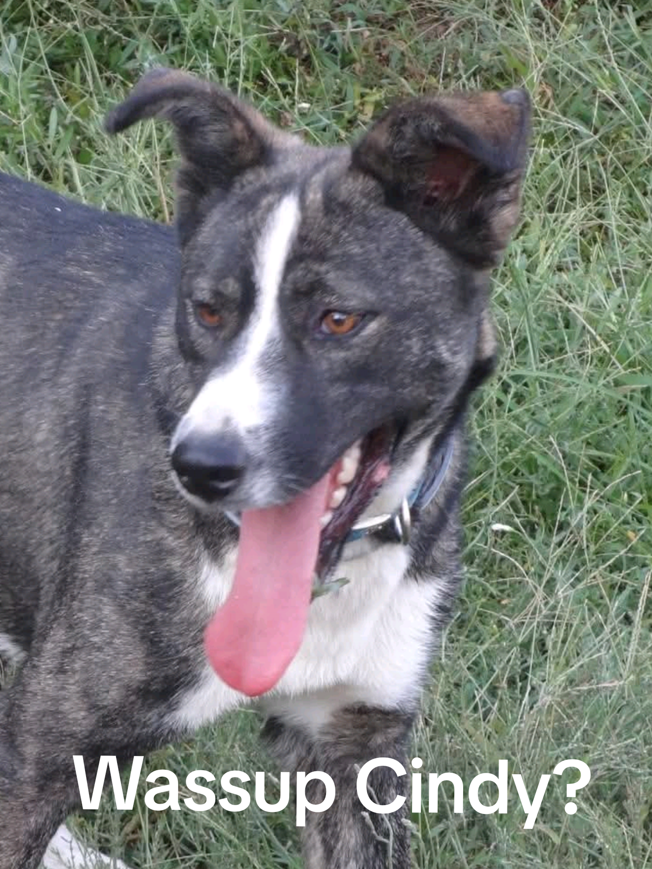 @Greek Animal Rescue