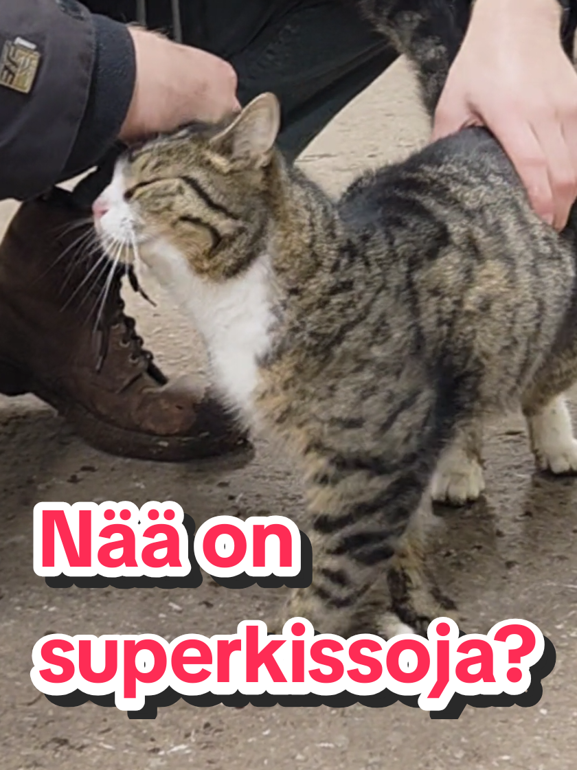 @Max Johan