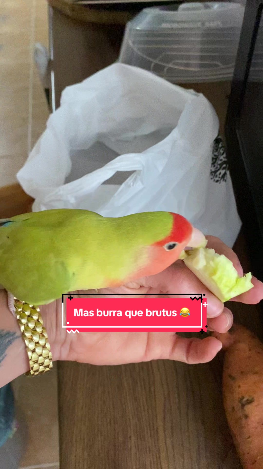 @chip y bella