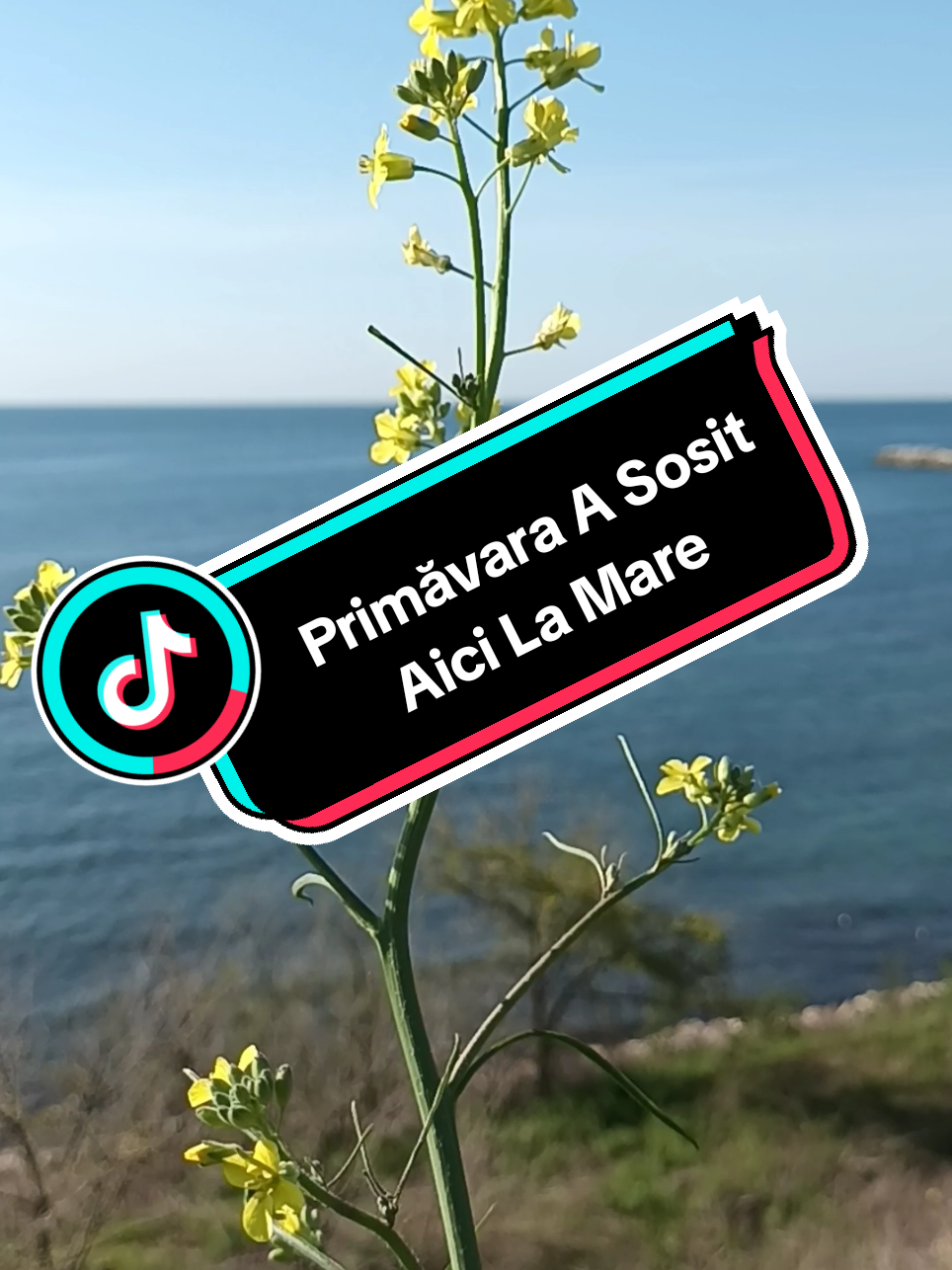 @👉 Băiatul De La Mare 🌊