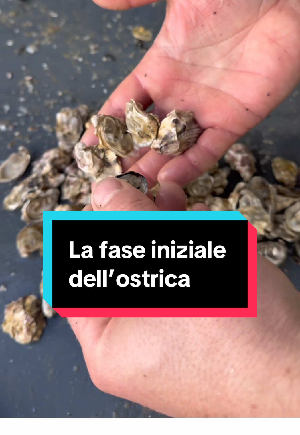 @Mitili&Mitili