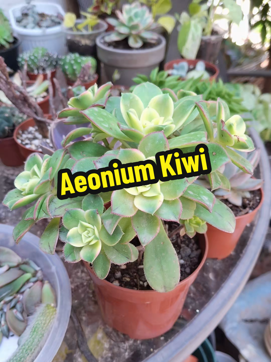 @Succulent_ninja
