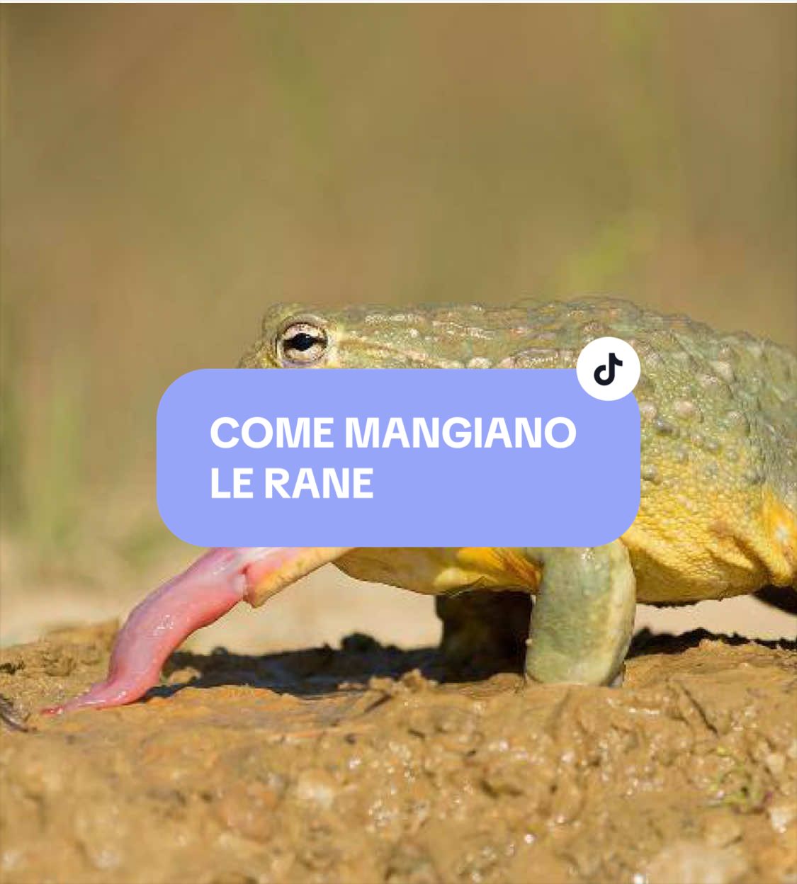 @Flaminia Scapigliati