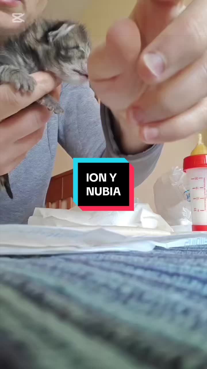 @enGatadas
