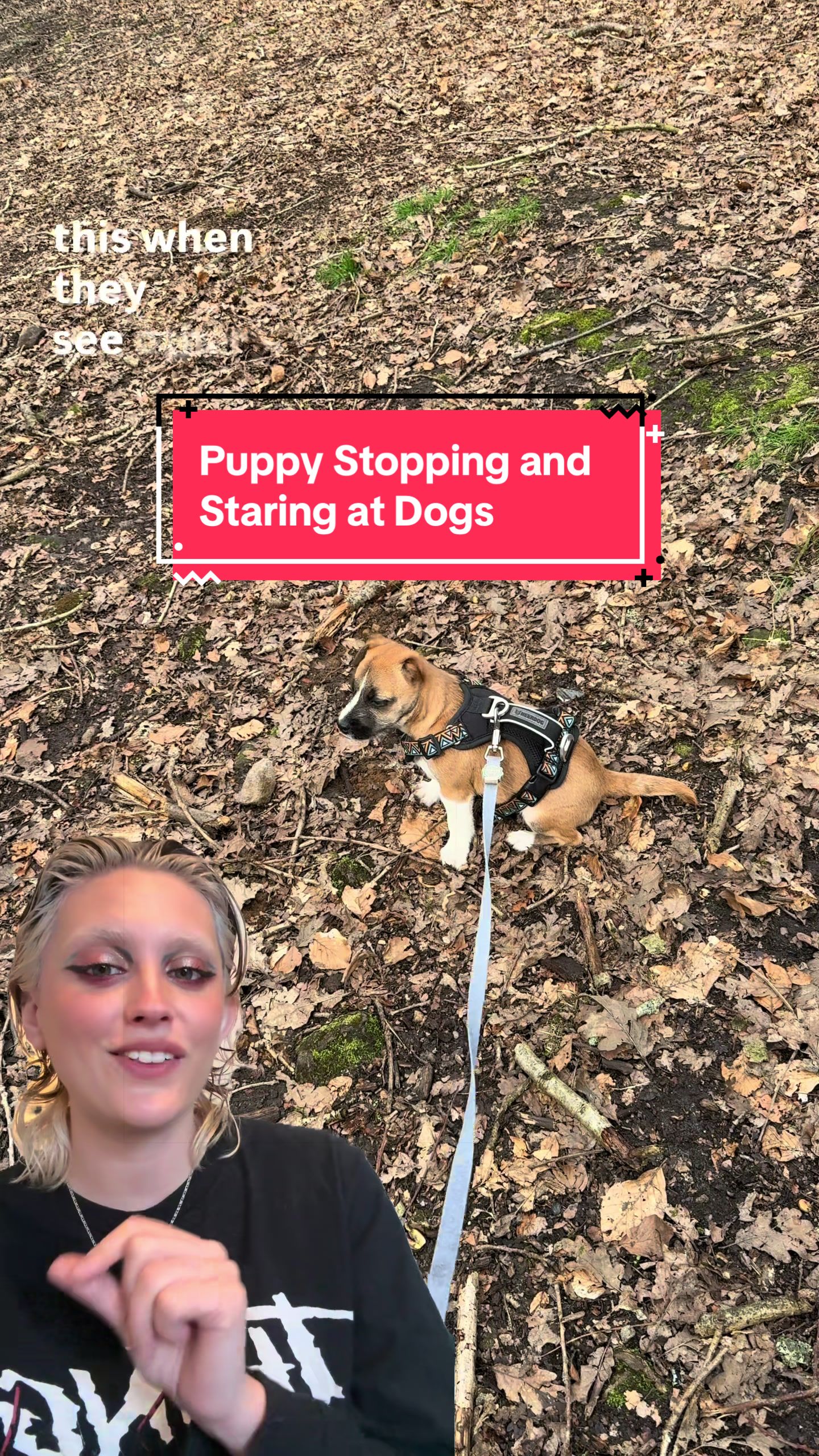 @Amelia the Dog Trainer