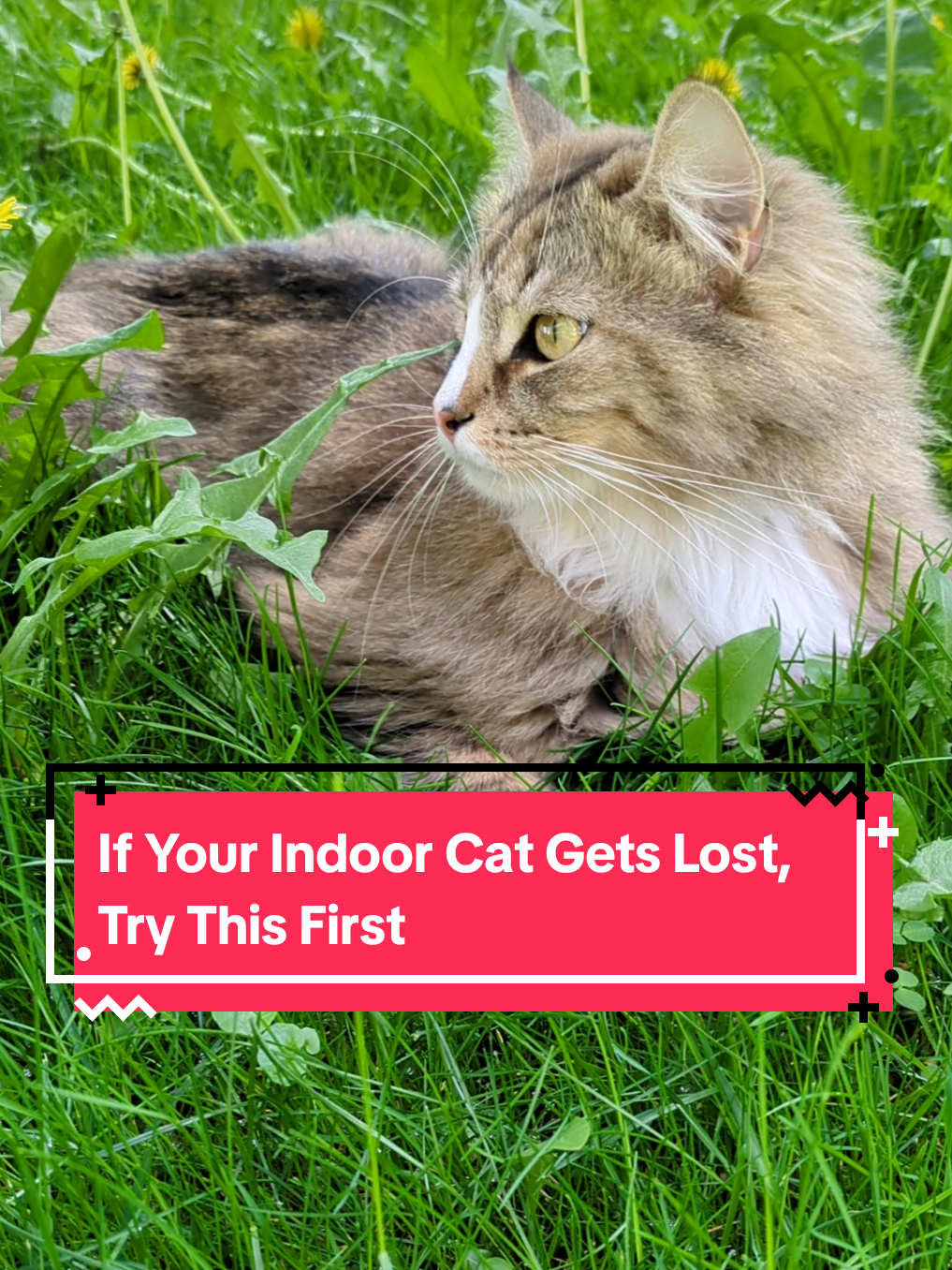 @The Cutest Cats Ever