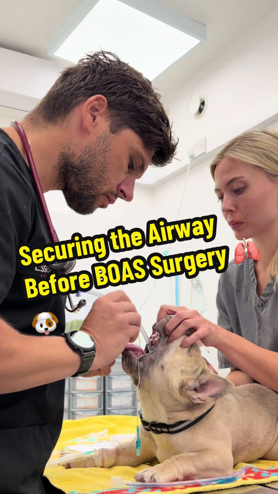 @Tomasthevet