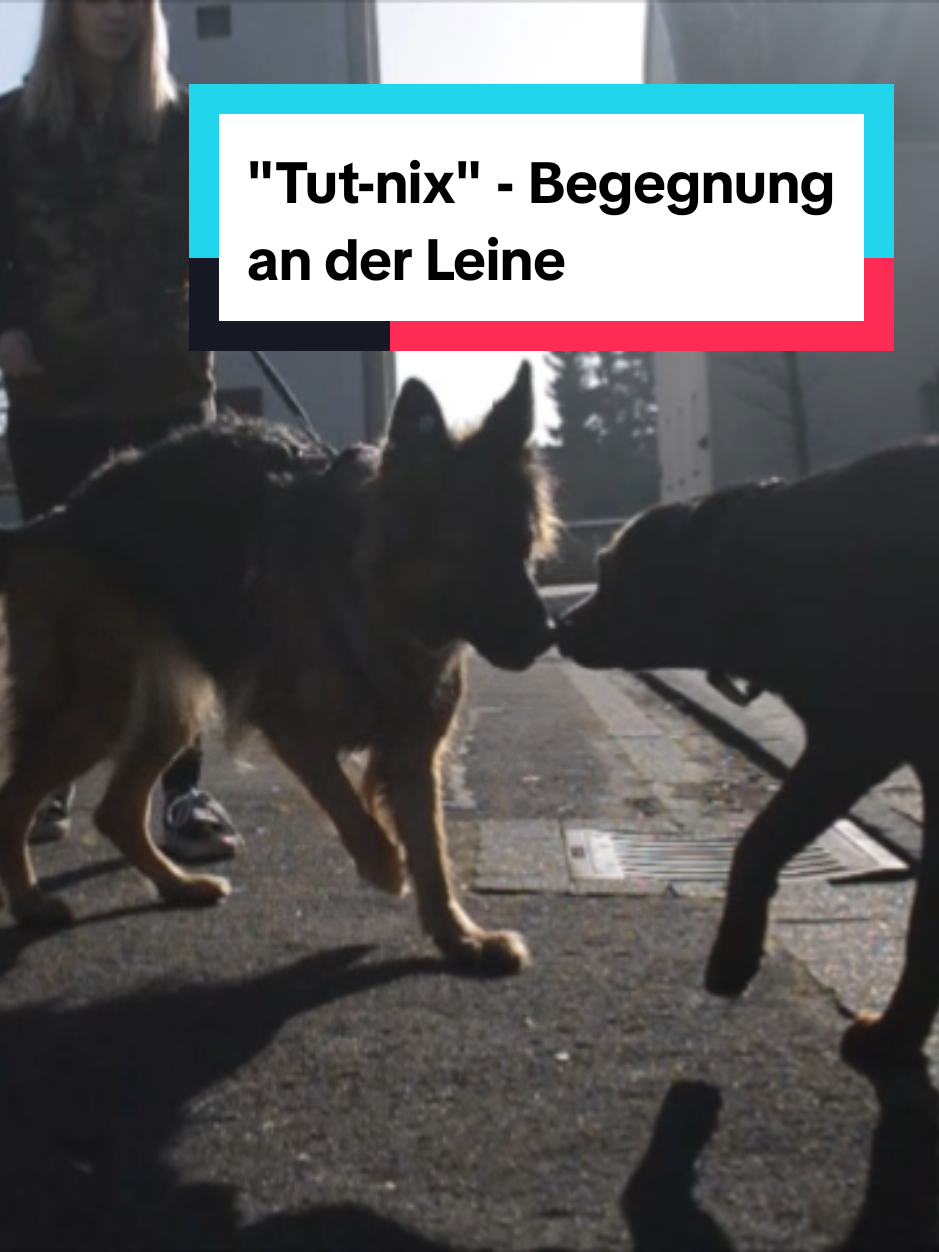 @Hundeschule Mit vier Pfoten