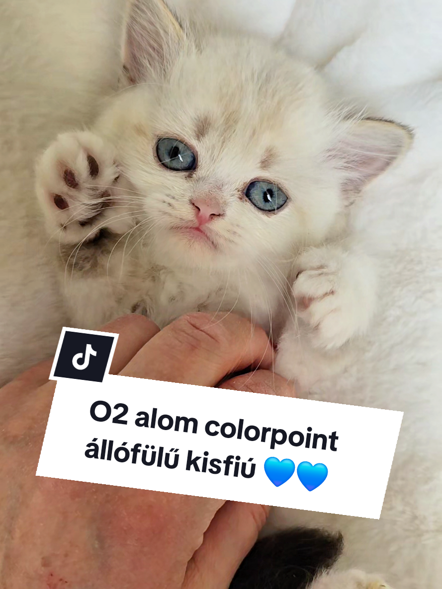 @Blue Sapphire Cats Cattery