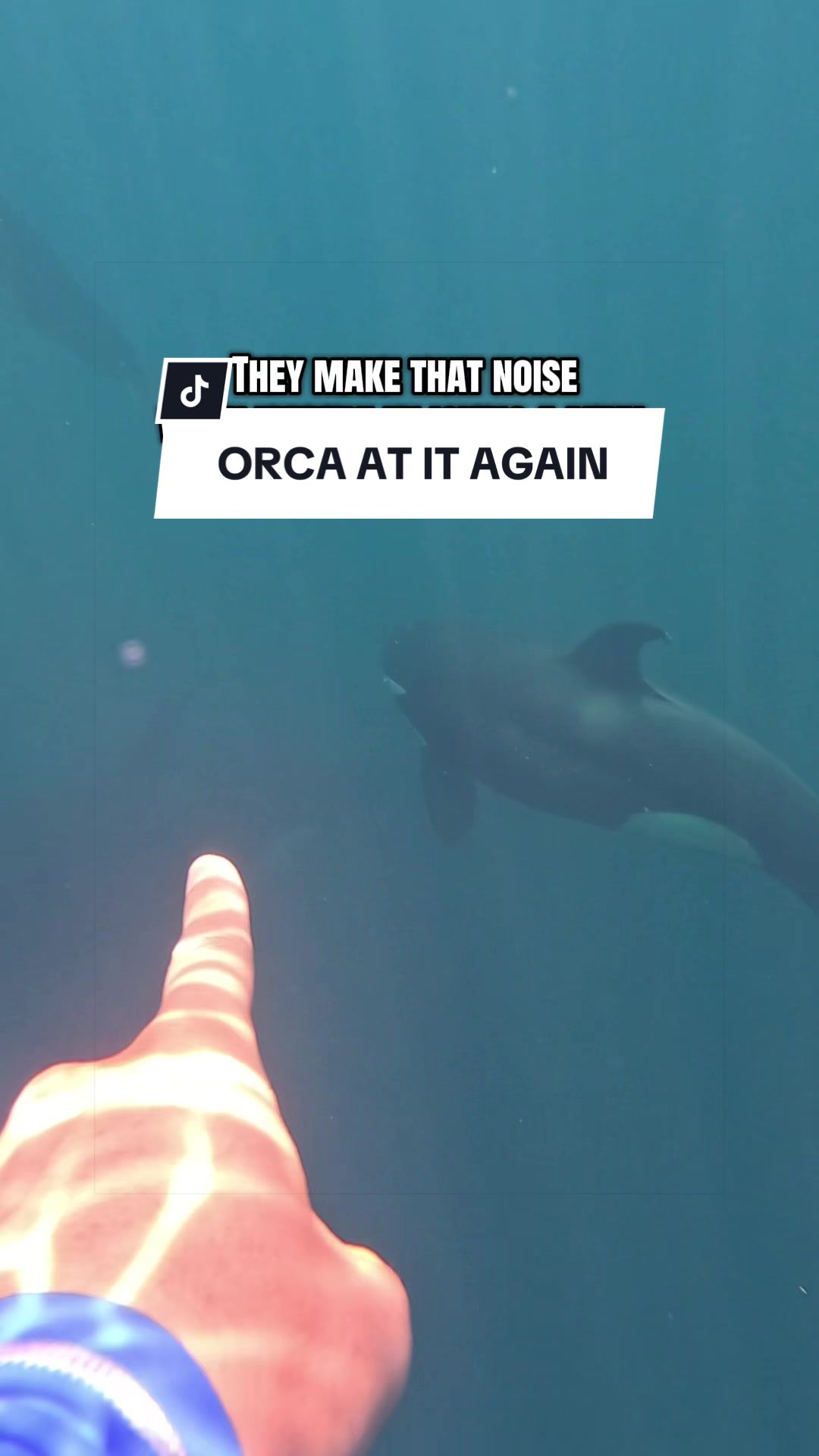 @SCUBA DAN 🦈