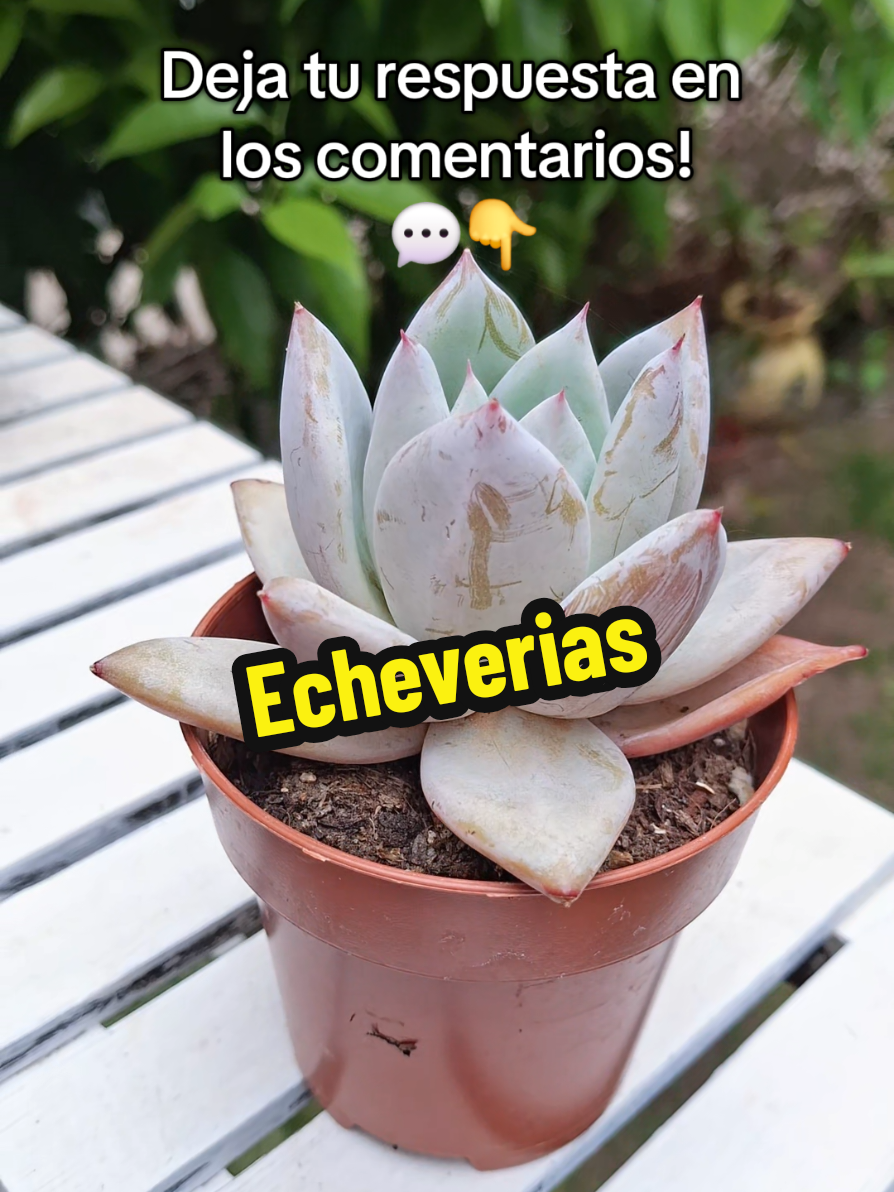 @Succulent_ninja