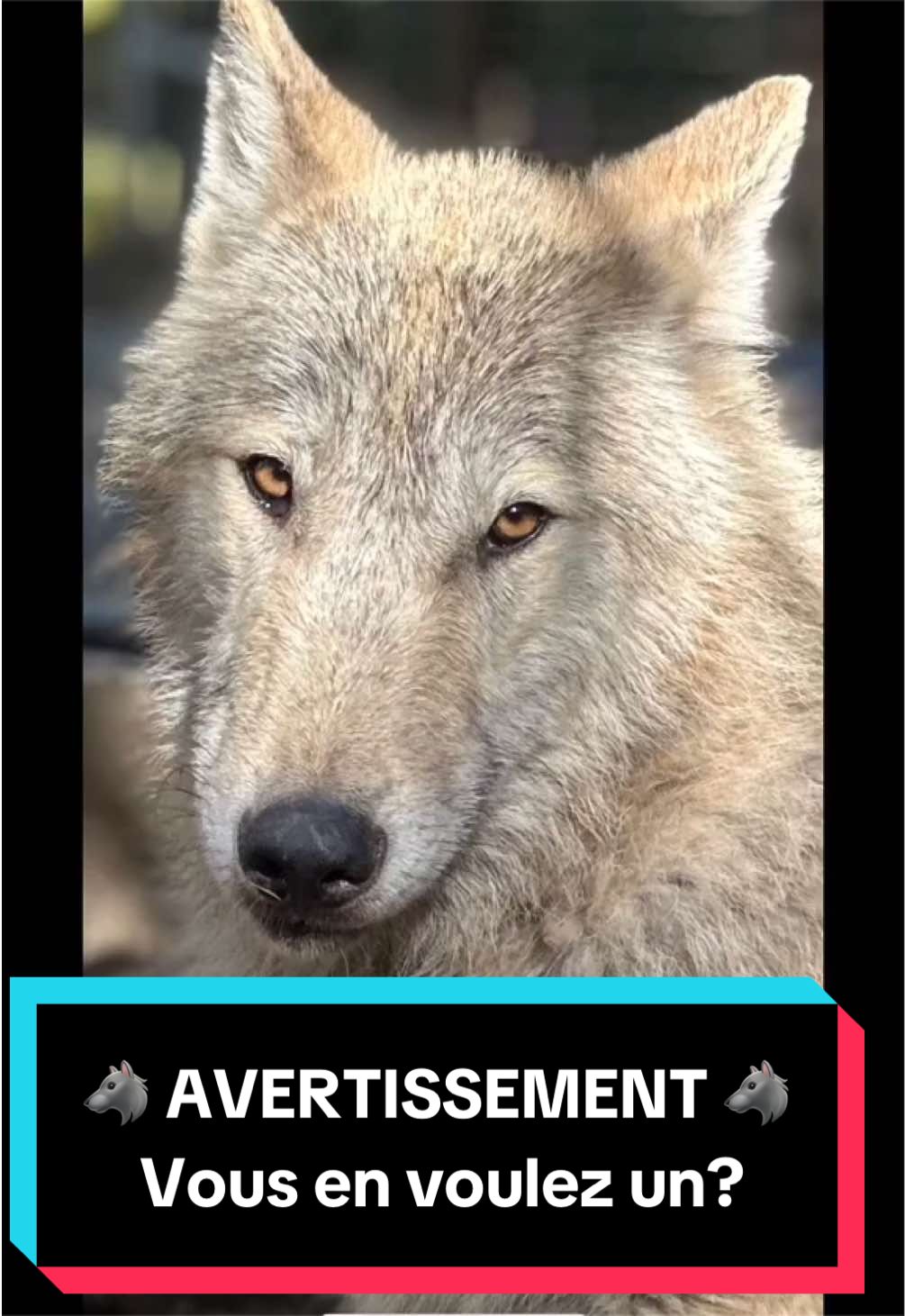 @🐺 Ragnar_et_sa_meute 🐺