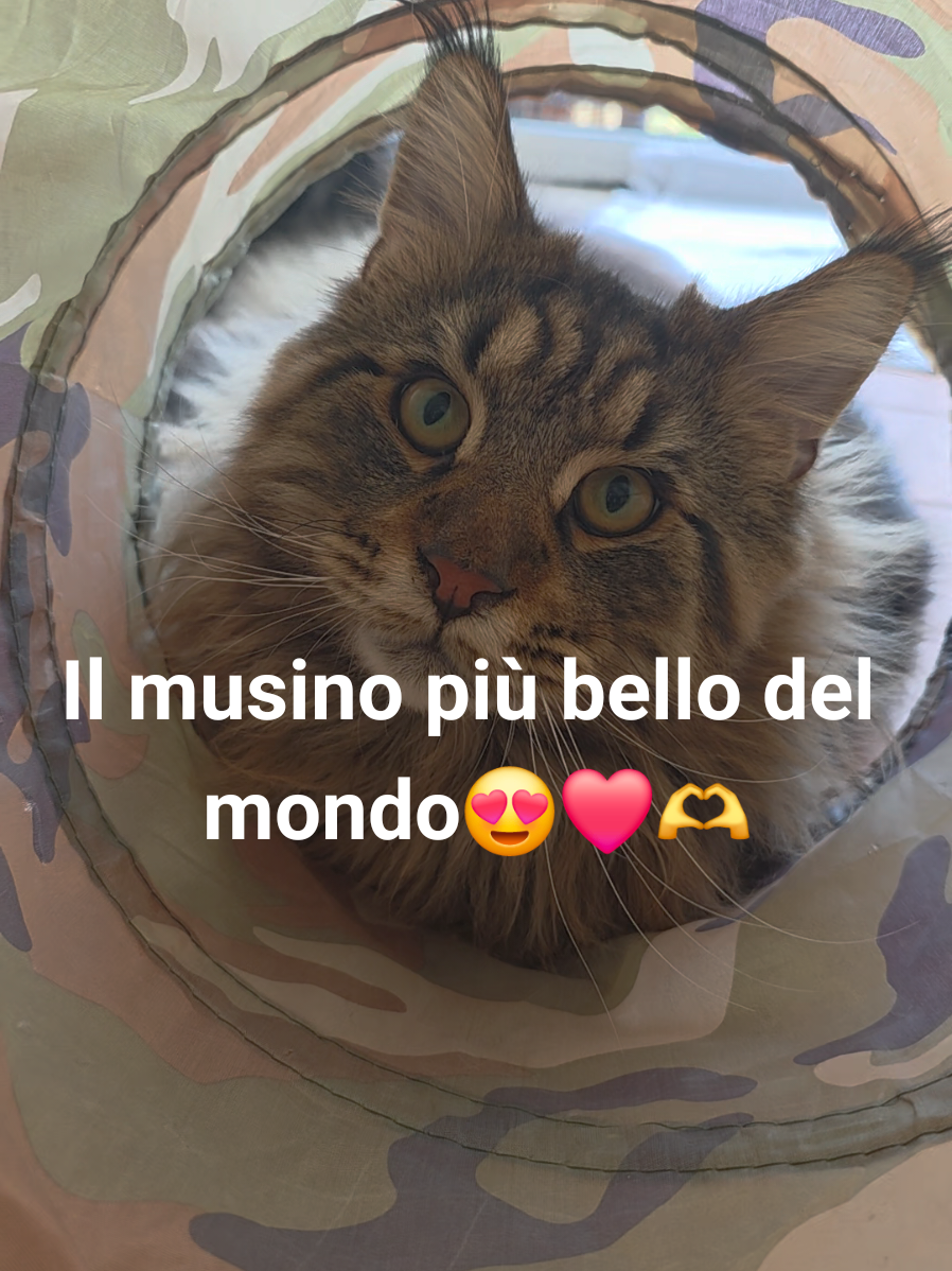 @🐾Aspen🐾