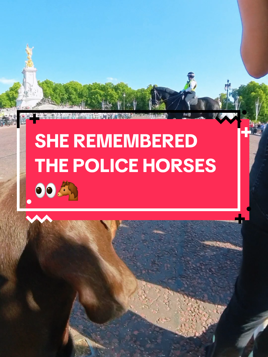 @Juno | The London Doberman
