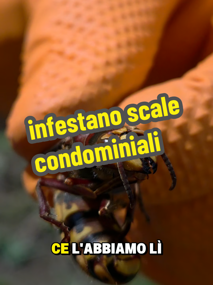 @Daniel Palmieri