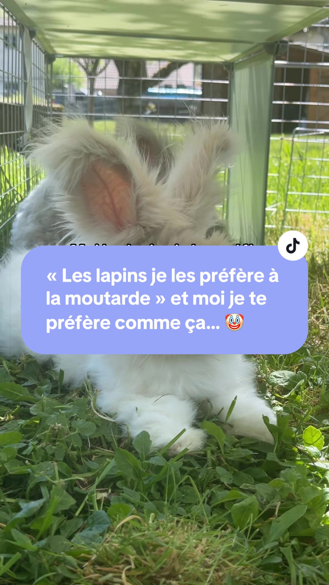 @Mes lapinouchs 🐰
