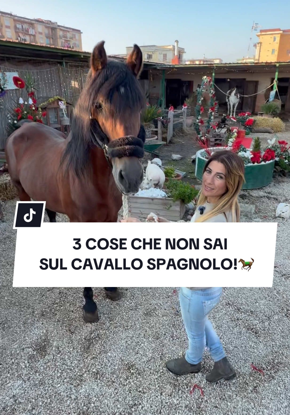 @ANGELACAPUANOHORSE