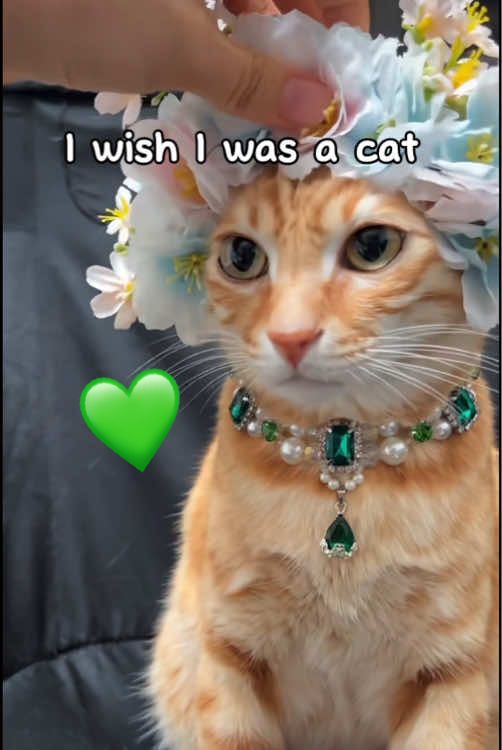 @DIY kitten