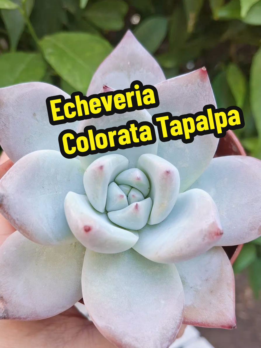 @Succulent_ninja