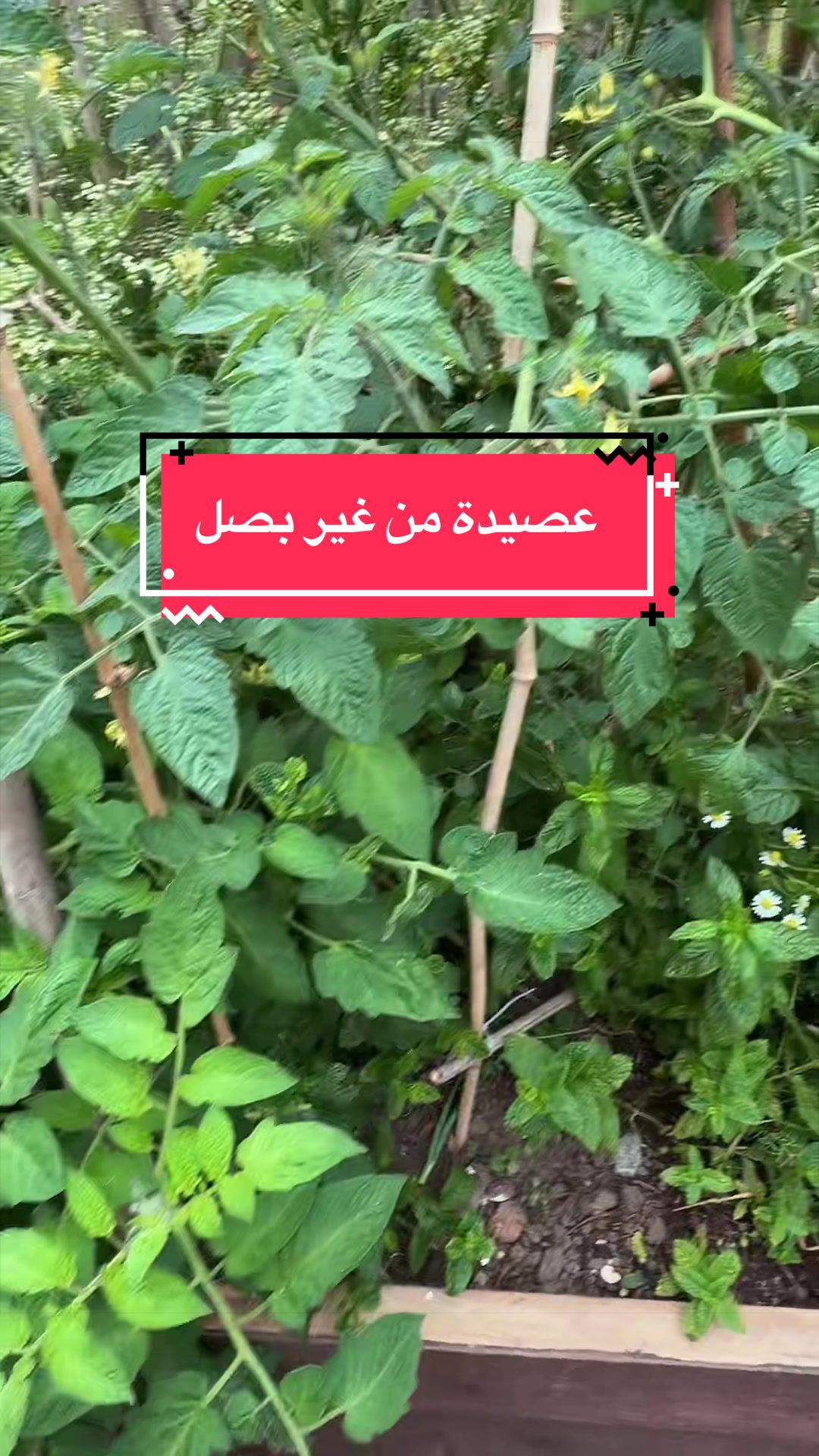 @Hanadi هنادي