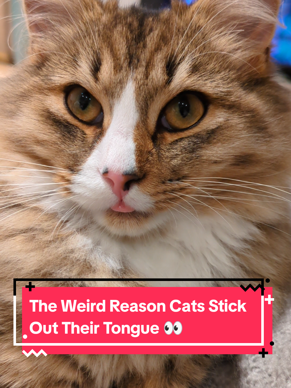@The Cutest Cats Ever