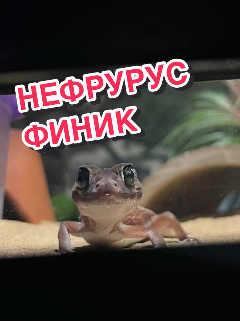 @🦎❤️Геля и питомцы❤️🦎