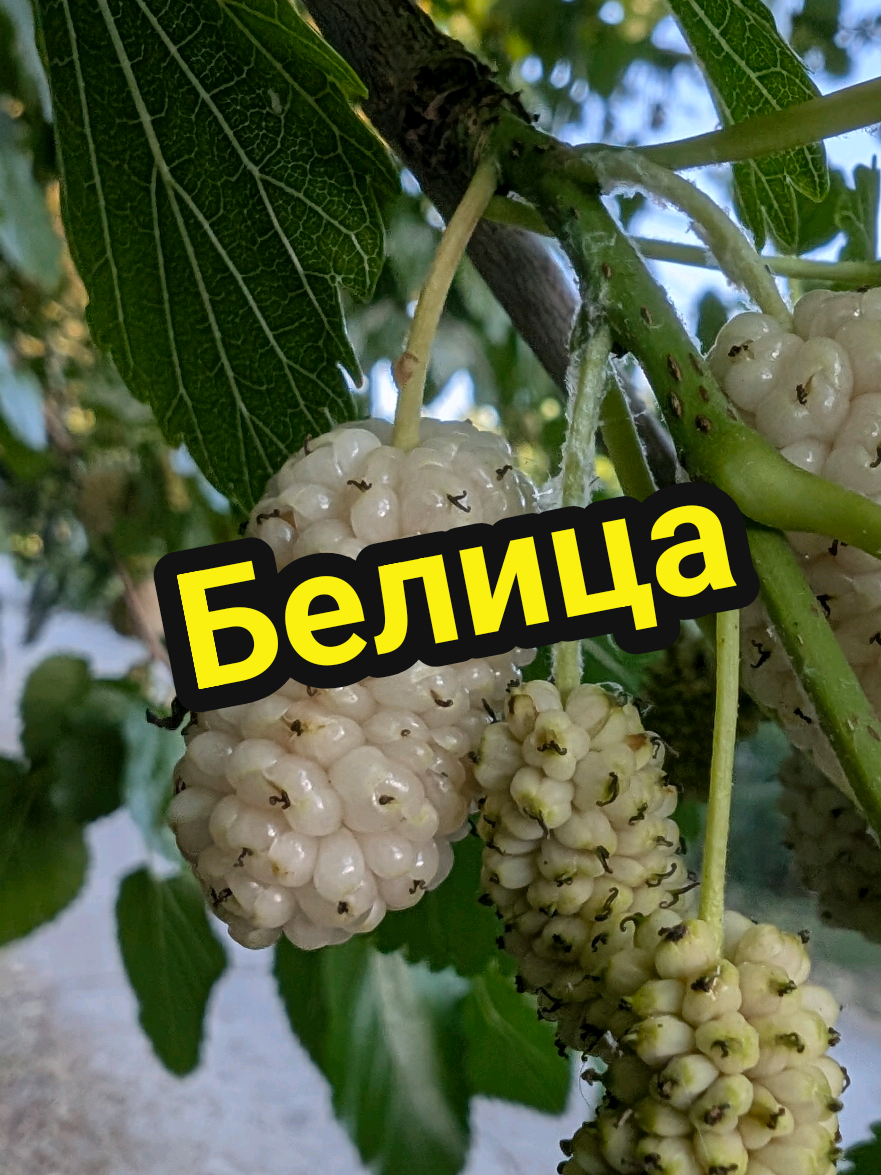 @Valentin B Naumov