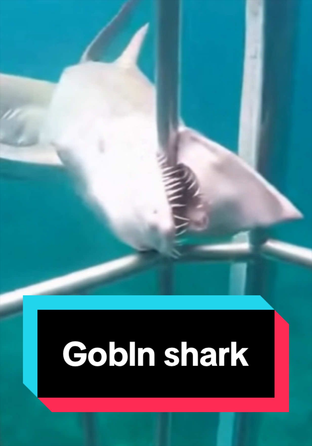 @The Shark Mommy