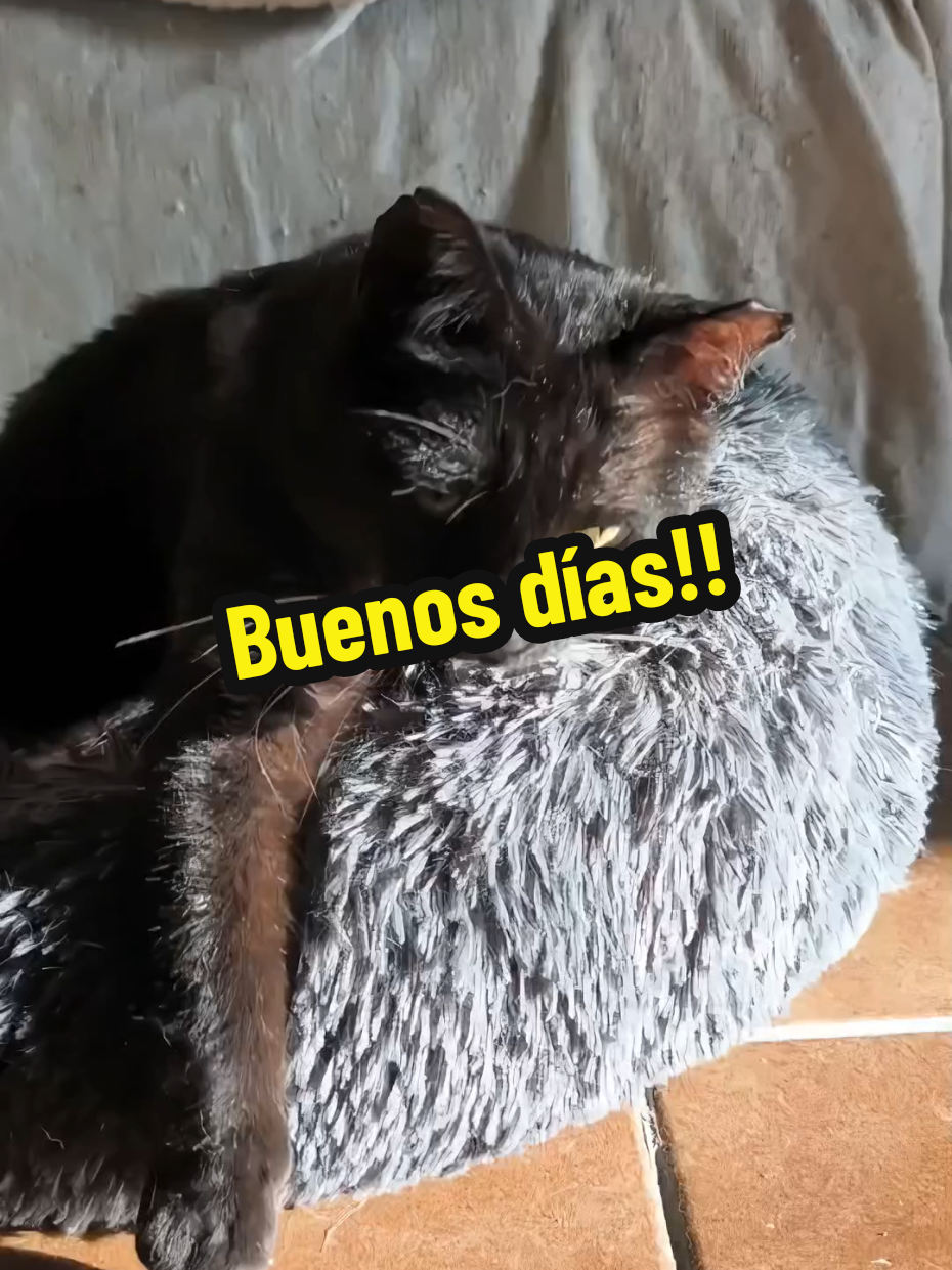 @enGatadas
