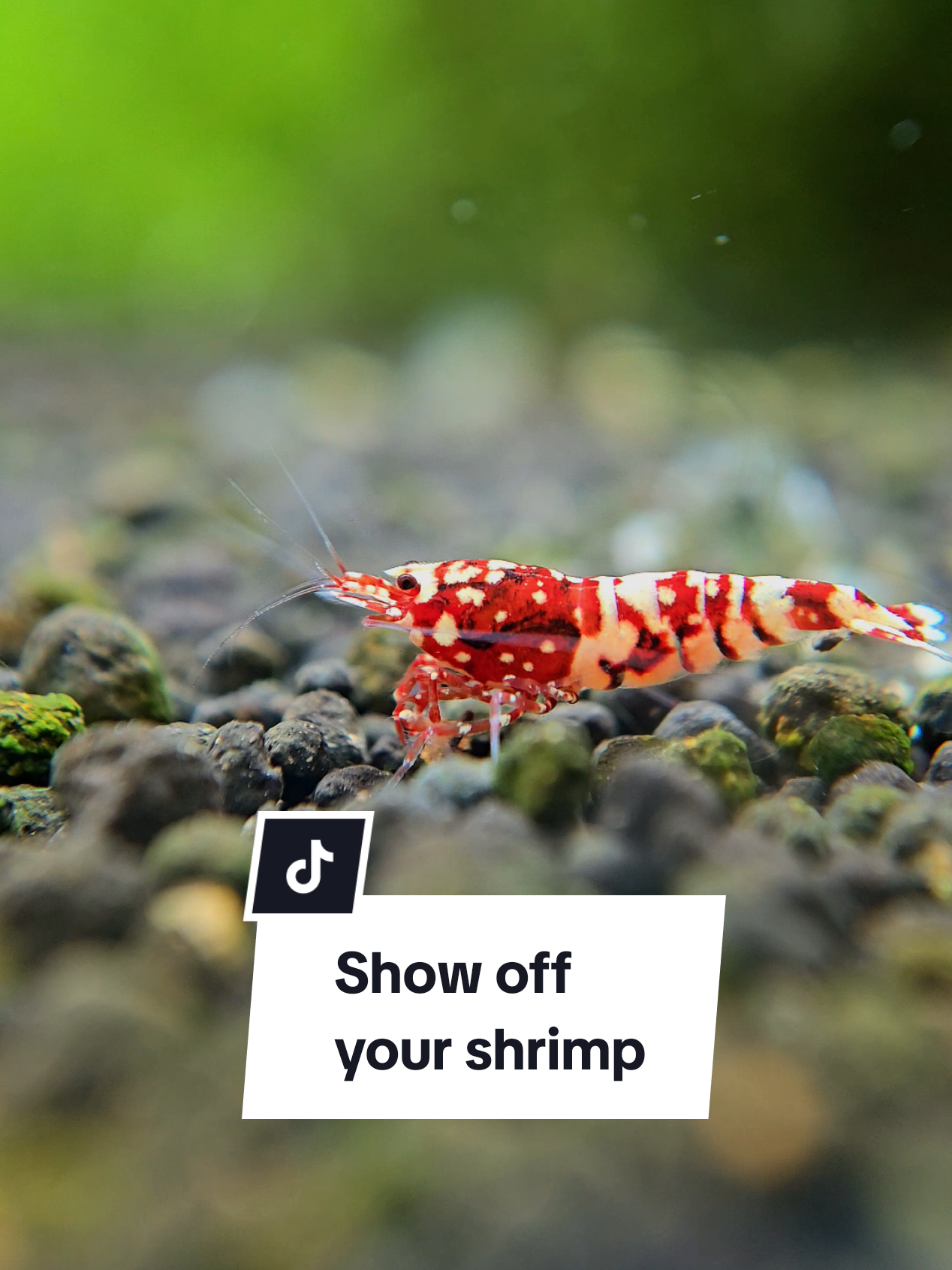 @SomersetShrimpShack