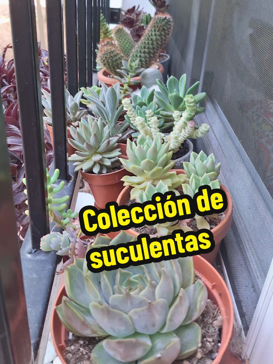 @Succulent_ninja
