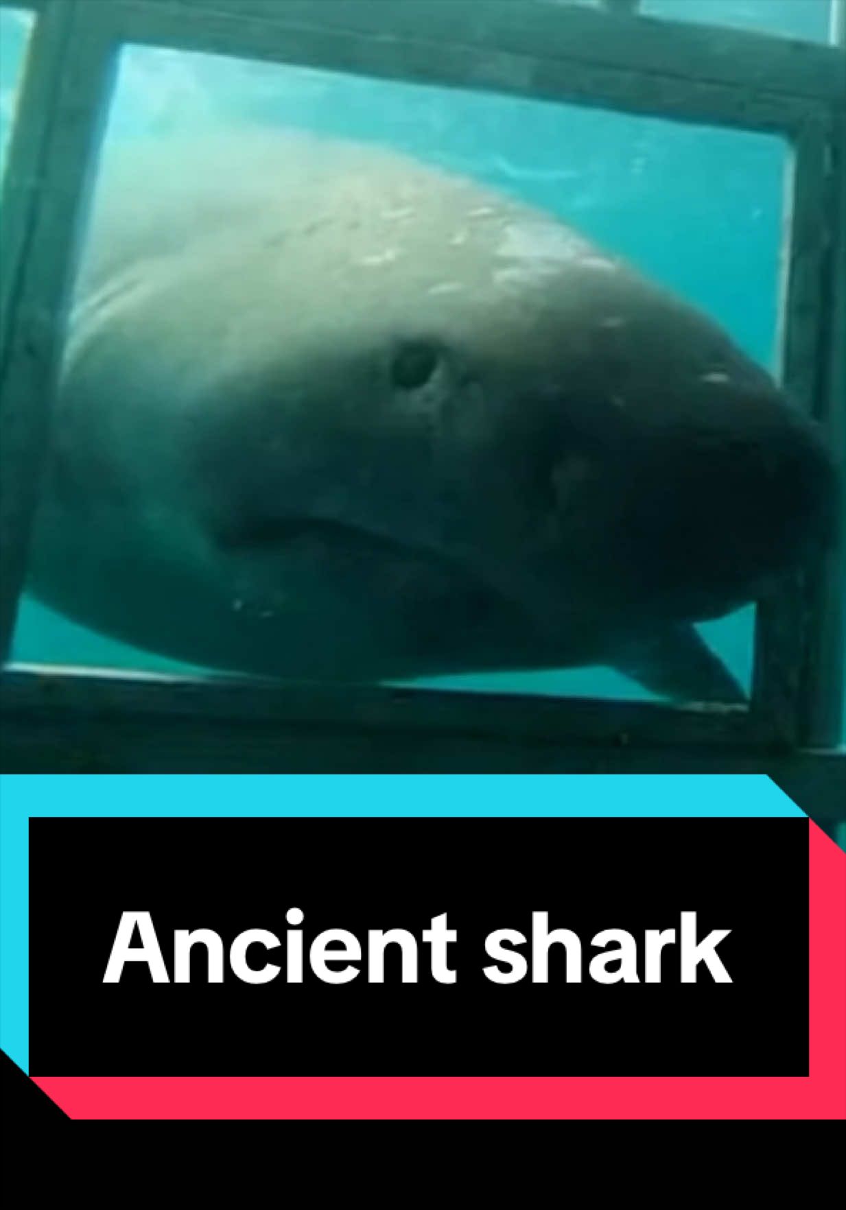 @The Shark Mommy