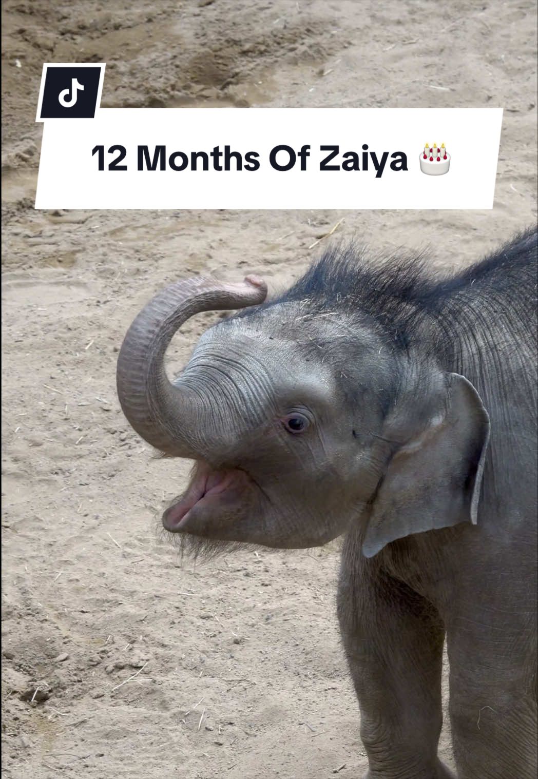 @Animals Travel Adventures