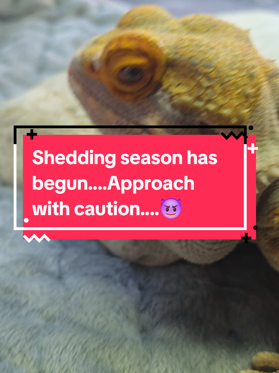 @🌹🥀🦂 🇹 🇦 🇳 🦂🥀🌹