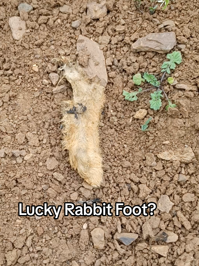 @fabforage