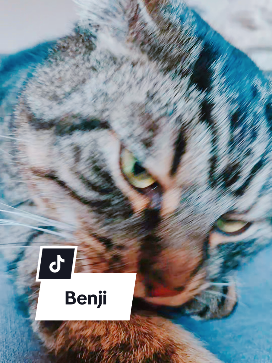 @sweetBenjiCat