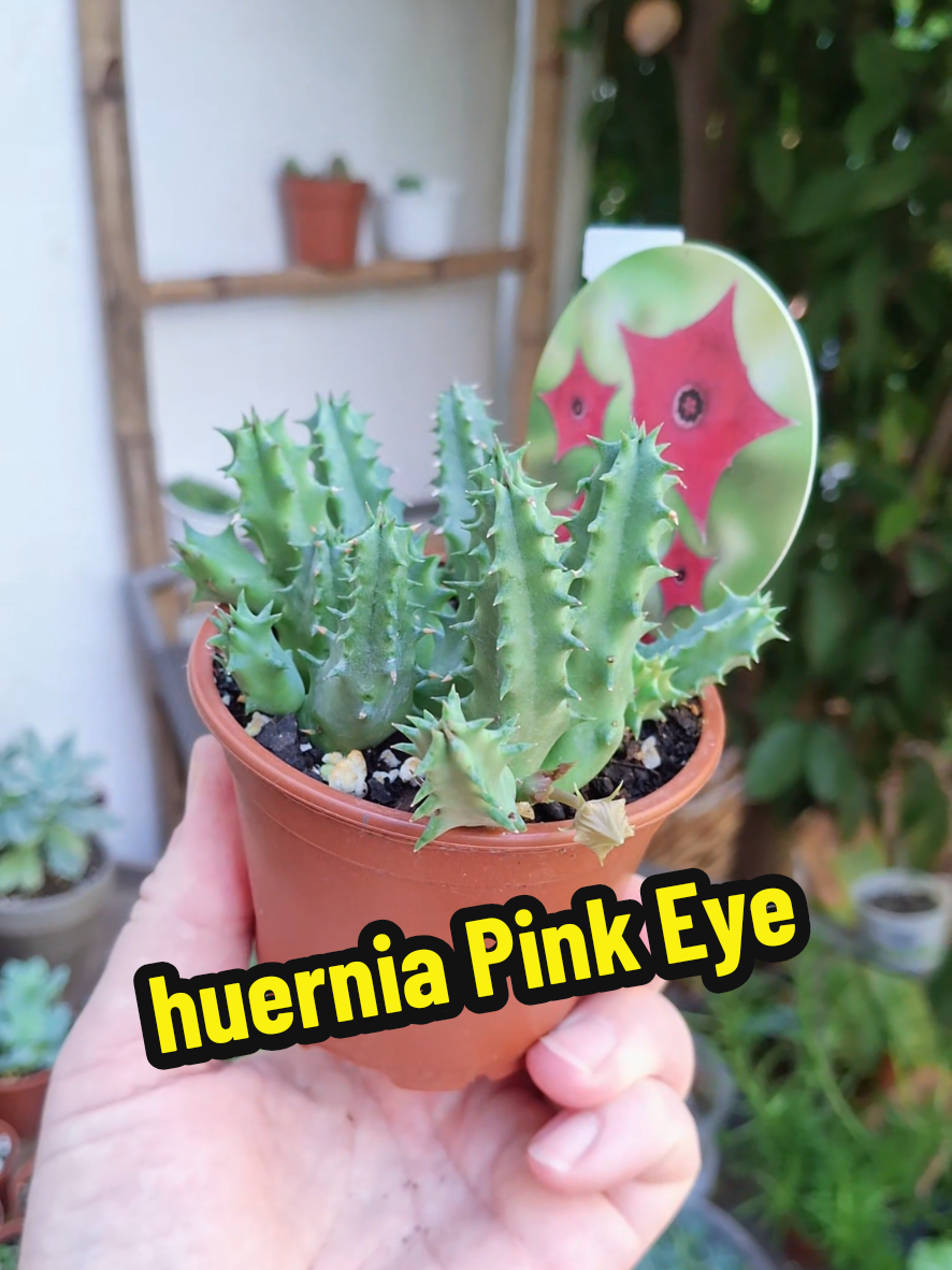 @Succulent_ninja