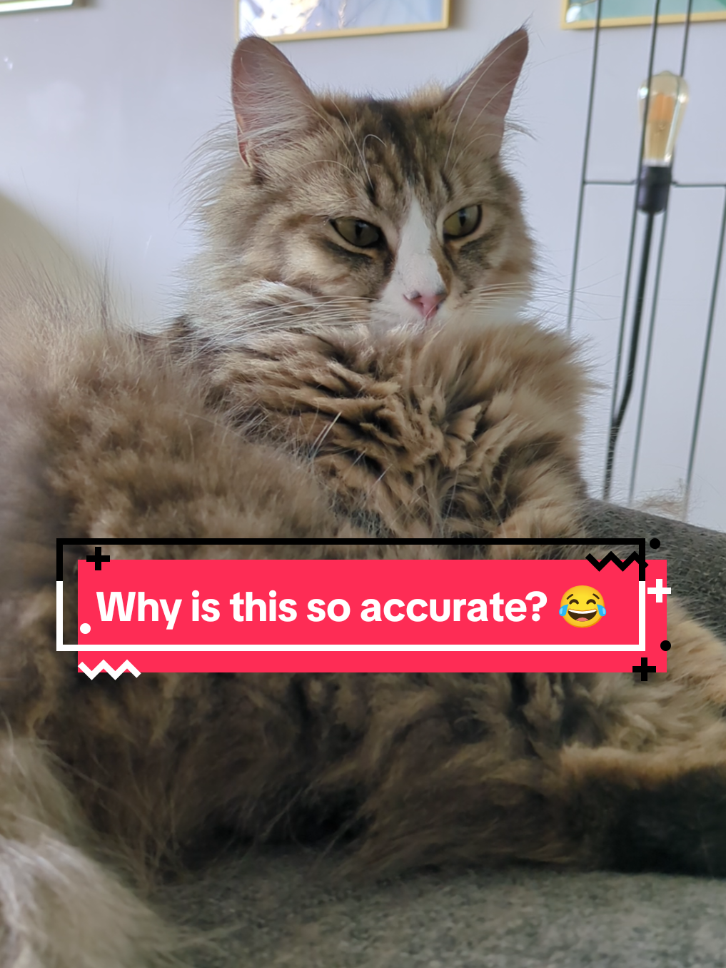 @The Cutest Cats Ever