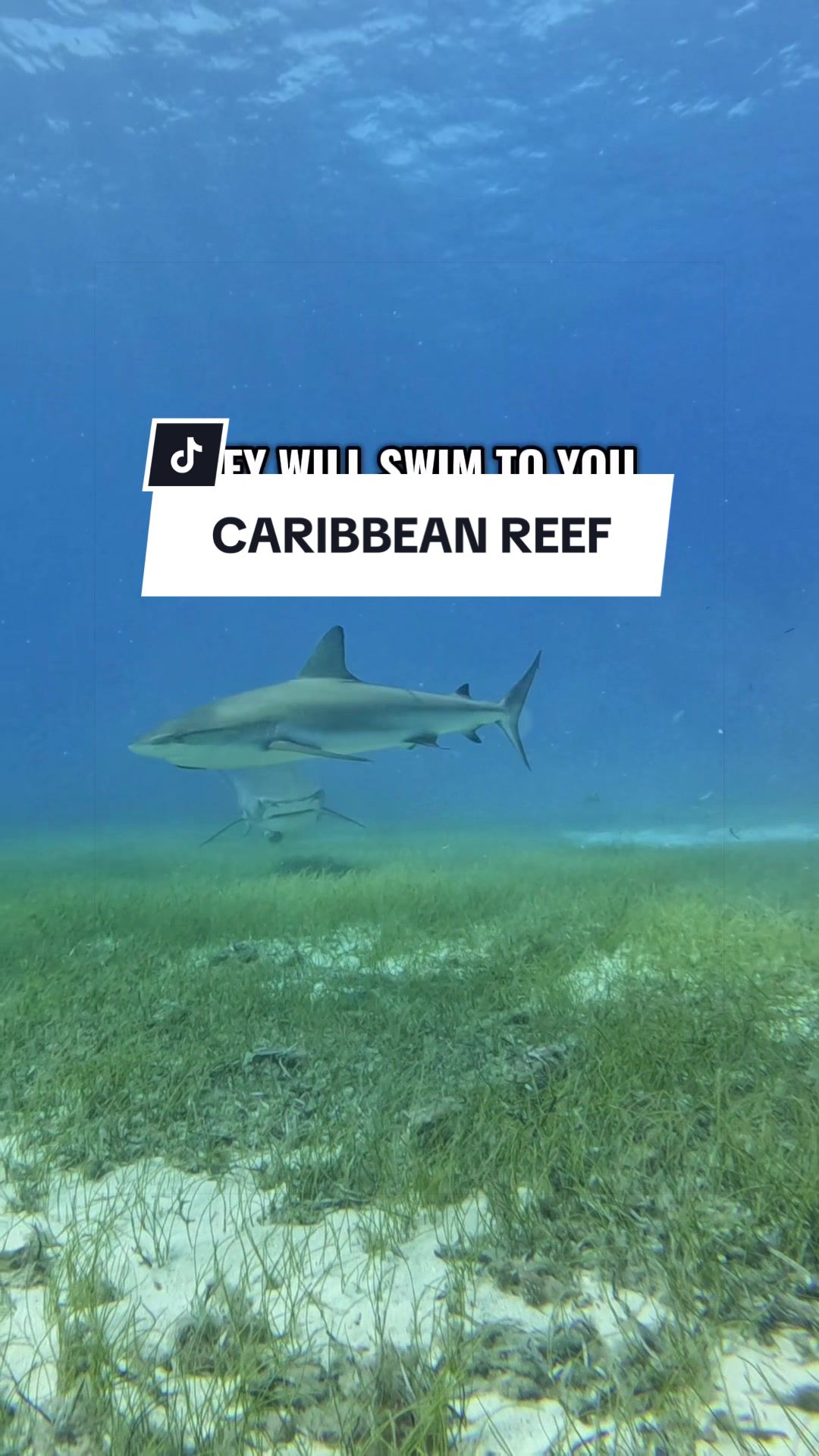 @SCUBA&ensp;DAN&ensp;🦈