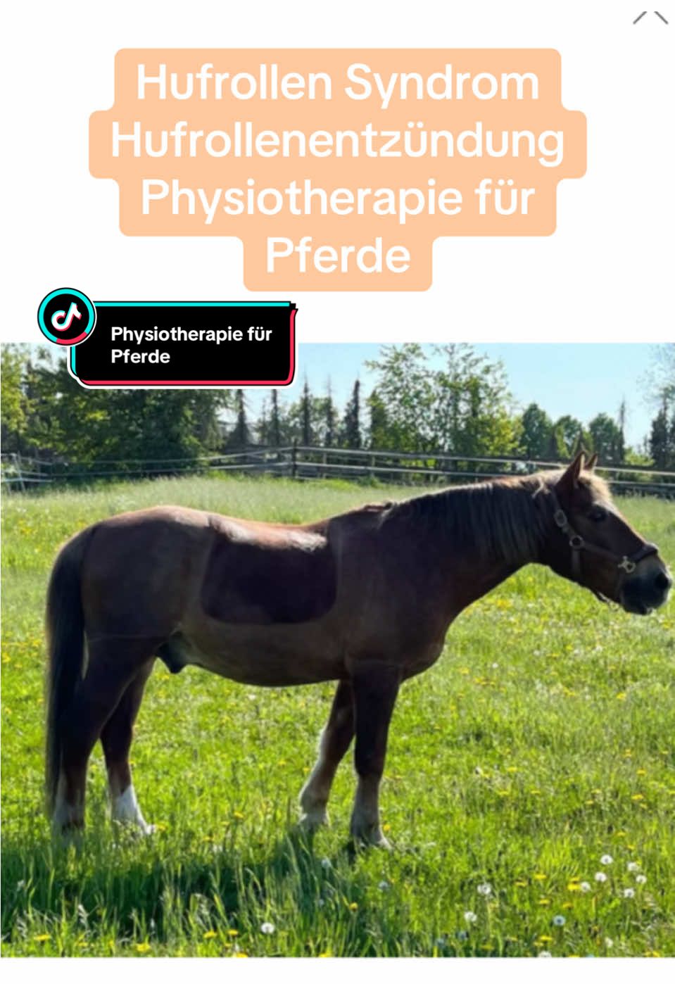 @Pferdephysiotherapie InTakt