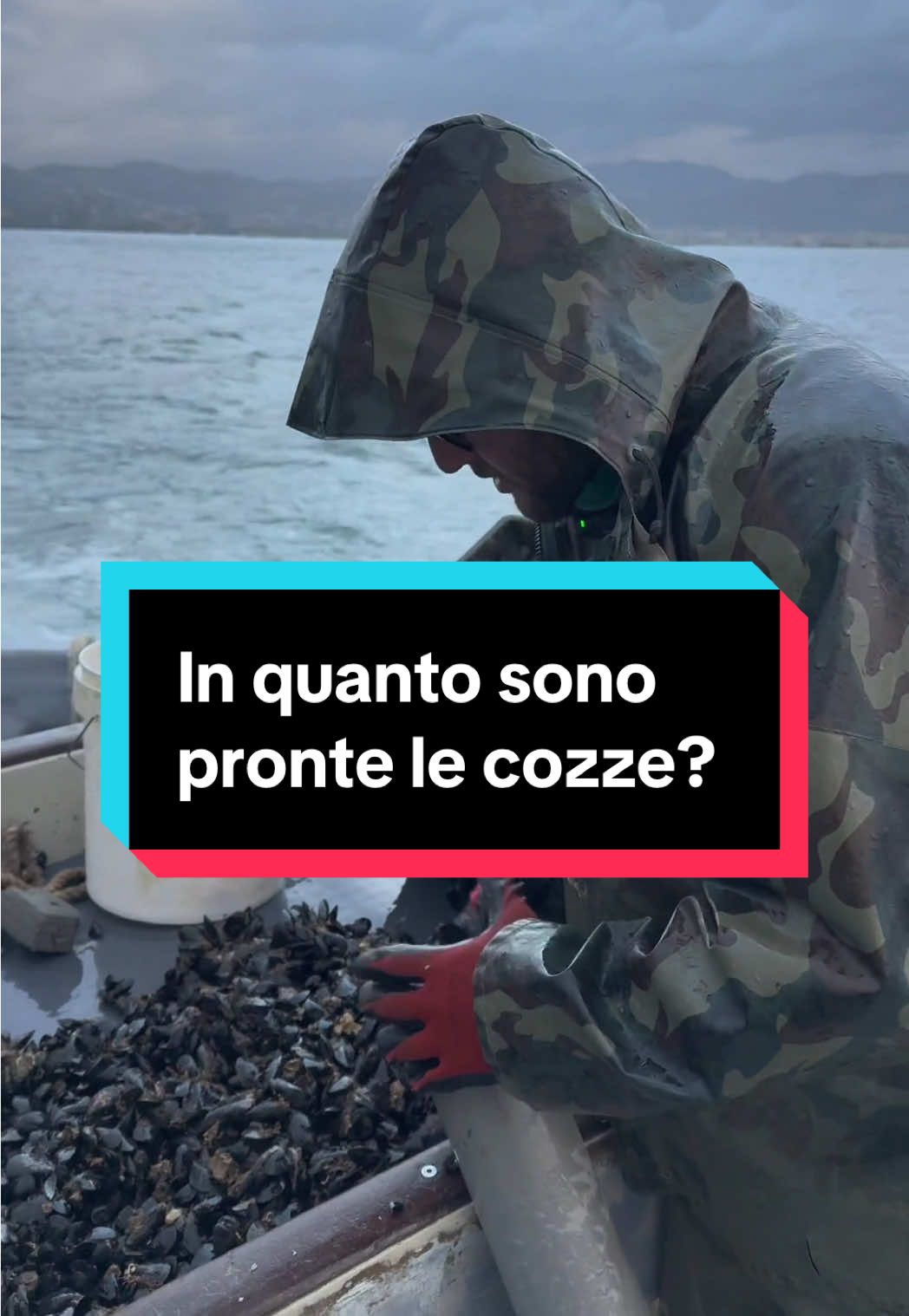 @Mitili&Mitili