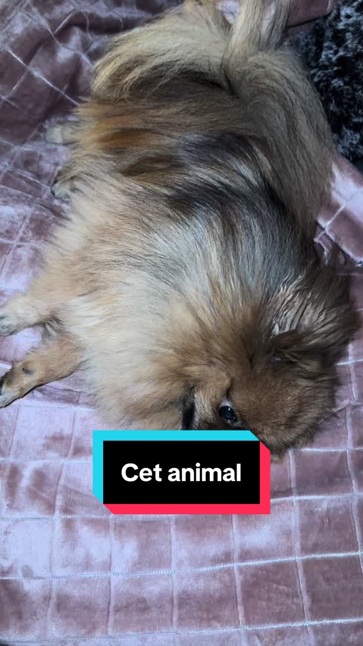 @Magicantoine