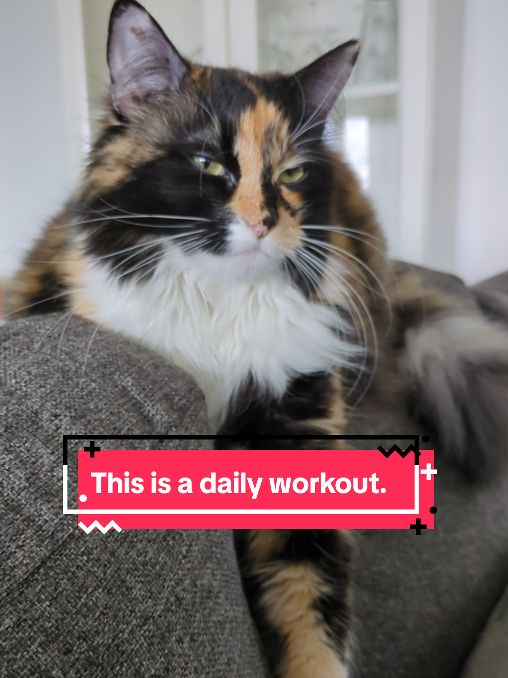 @The Cutest Cats Ever