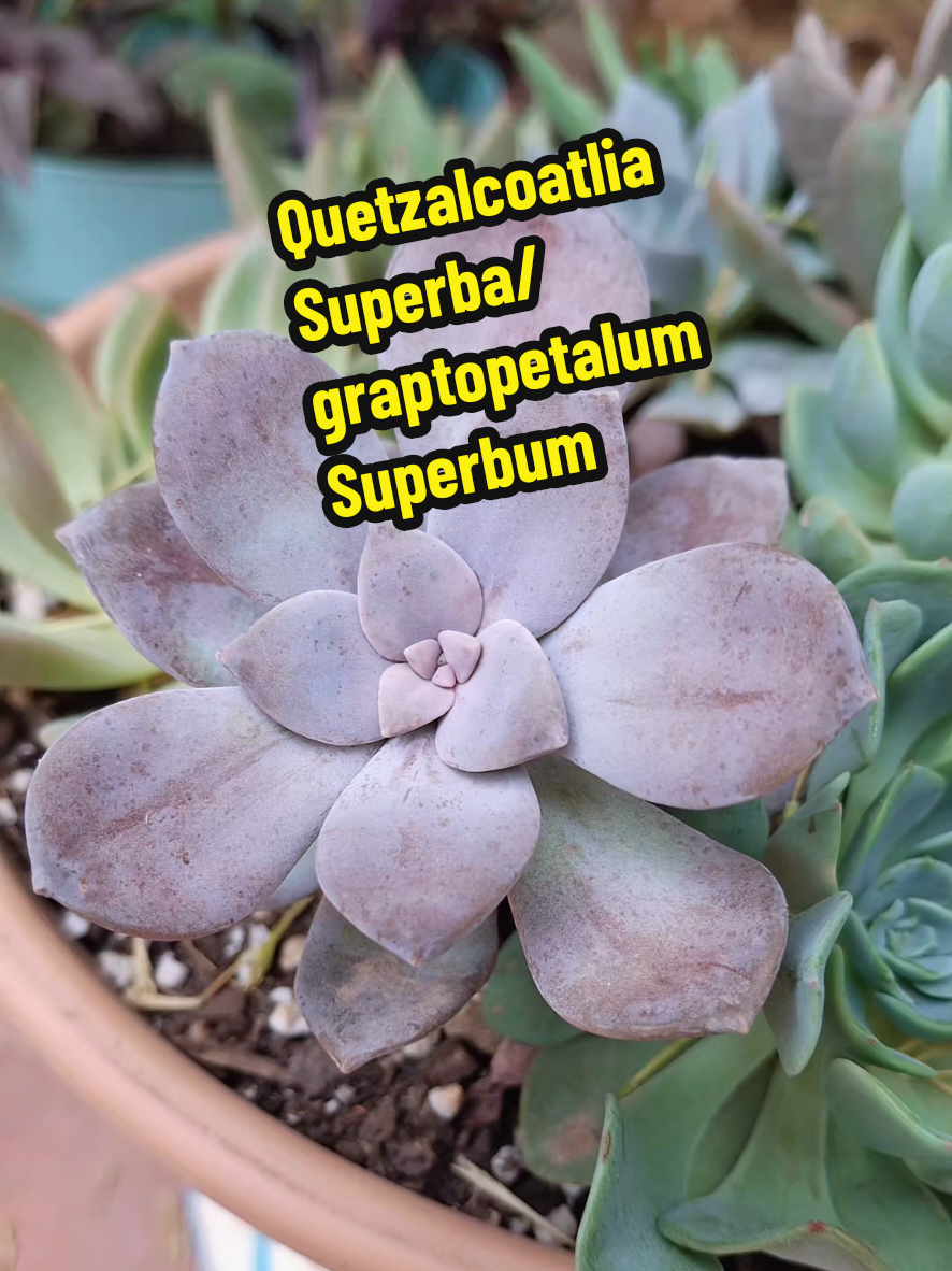 @Succulent_ninja