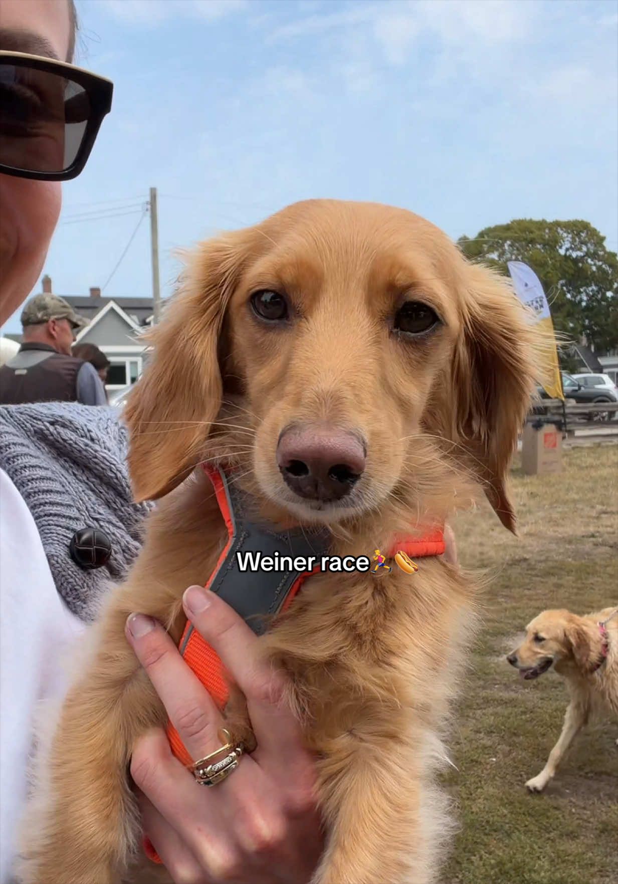 @cashewdachshund