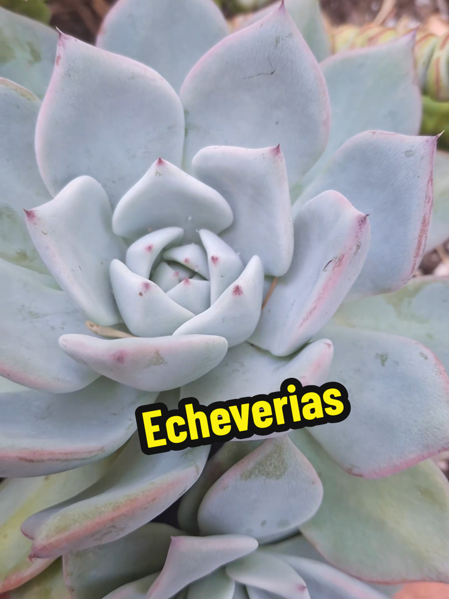 @Succulent_ninja