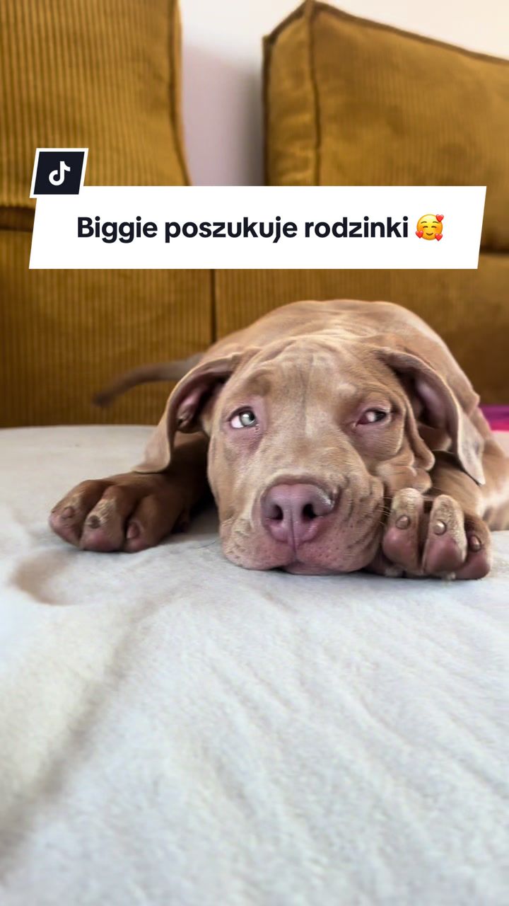 @TopQualityBullyKennel
