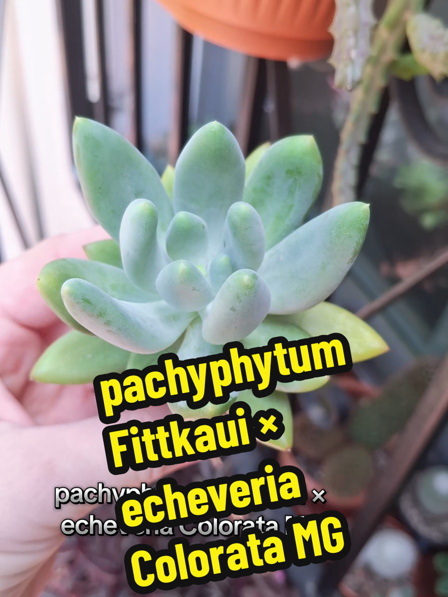 @Succulent_ninja
