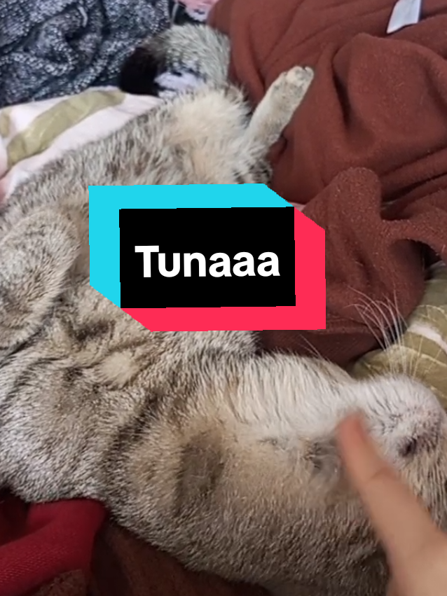 @Mia_loves_cats