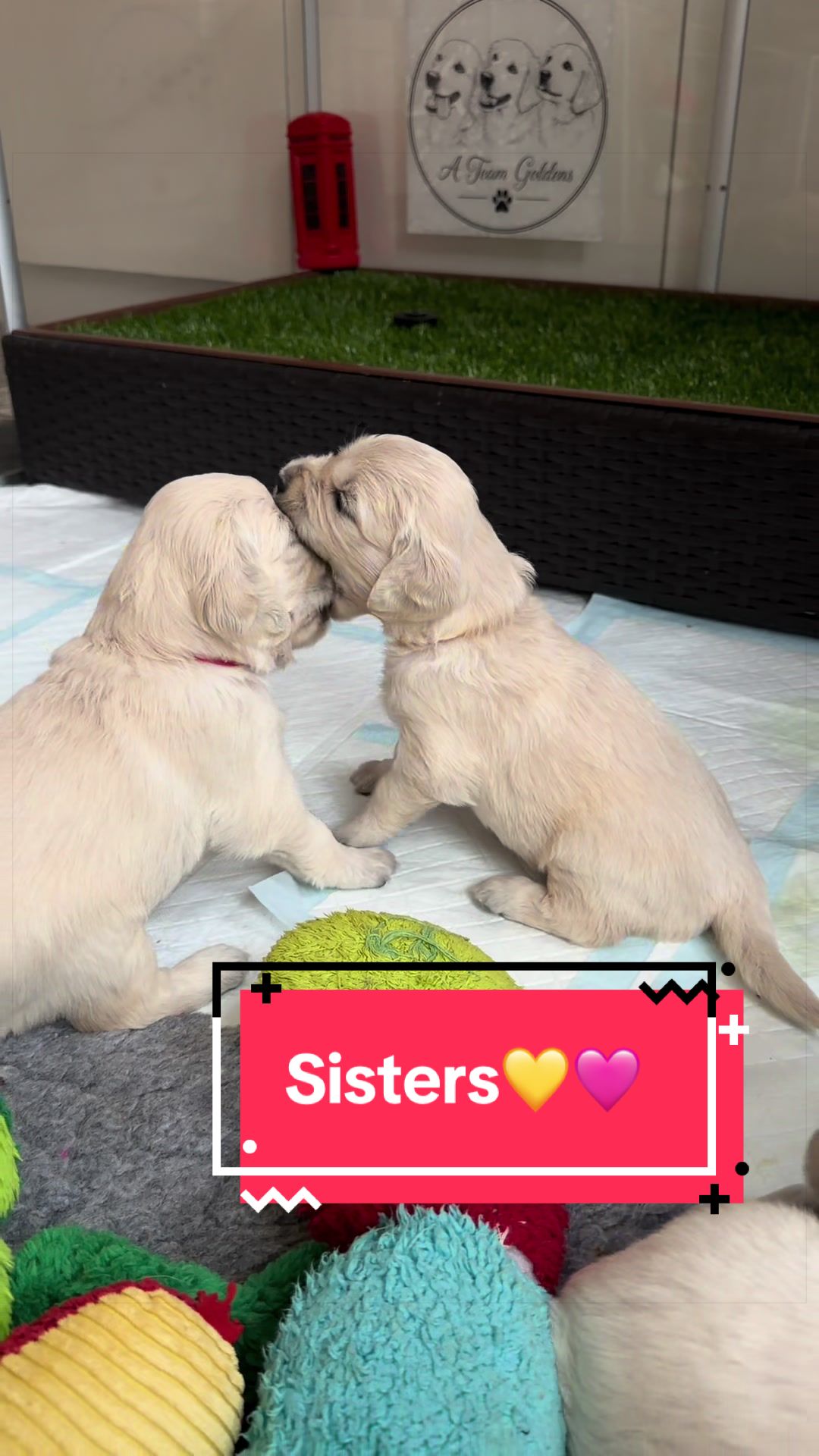 @Ateam Goldens